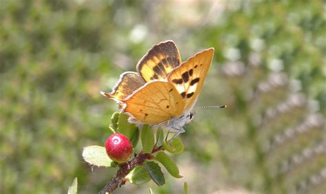 hermes coppia coppe|hermes copper butterfly.